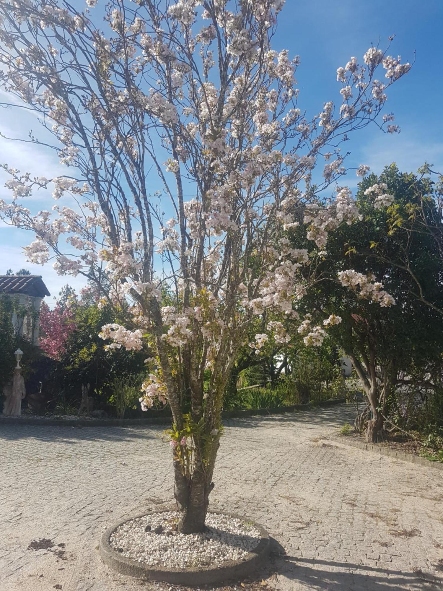 Cantinho Das Barrocas 佩纳尔瓦堡 外观 照片