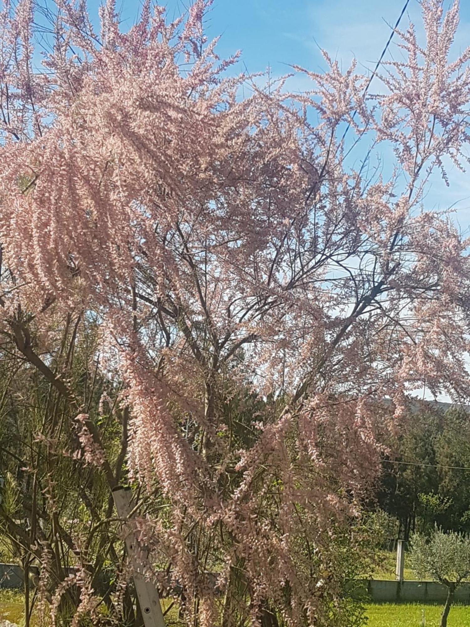 Cantinho Das Barrocas 佩纳尔瓦堡 外观 照片